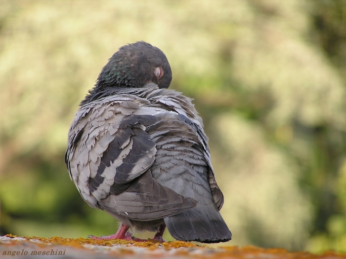 Piccione domestico in preening